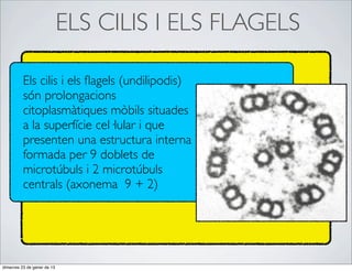 ELS CILIS I ELS FLAGELS

          Els cilis i els ﬂagels (undilipodis)
          són prolongacions
          citoplasmàtiques mòbils situades
          a la superfície cel·lular i que
          presenten una estructura interna
          formada per 9 doblets de
          microtúbuls i 2 microtúbuls
          centrals (axonema 9 + 2)




dimecres 23 de gener de 13
 