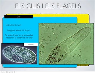 ELS CILIS I ELS FLAGELS
                             Cilis


         Diàmetre: 0,2 µm

           Longitud: entre 5 i 10 µm

        Se solen trobar en gran nombre
         recobrint la superfície cel·lular


                                     Parameci




dimecres 23 de gener de 13
 