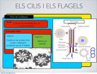 ELS CILIS I ELS FLAGELS
                 Parts de l’undilipodi

          Arrel                                                                     Cili o ﬂagel
                      Conjunt de microﬁlaments de
                            funció contràctil                      Parell central                  Doblets perifèrics


         Corpuscle basal

           Inferior                        Superior
                                                                Radis
          Conté un eix proteic d’on           Idèntica al
              surten radialment                                Placa basal
                                                centríol
          proteïnes cap als 9 triplets                        Membrana
                                                                                                    Zona de transició
                                                              plasmàtica
                                                            Corpuscle basal




                                                                    Arrels ciliars
                                                                                                              Triplets




dimecres 23 de gener de 13
 