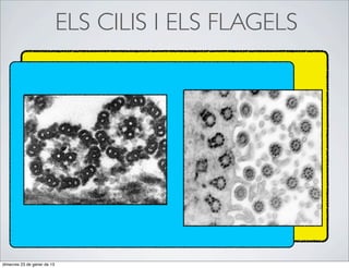 ELS CILIS I ELS FLAGELS




dimecres 23 de gener de 13
 
