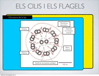 ELS CILIS I ELS FLAGELS
              Estructura de la tija

                                                                         Membrana
                                                                         plasmàtica

                              Dineïna                                           Parell de
                                                                               microtúbuls
                                                                                centrals




                                                                                Beina
                                                                               central

                               Nexina




                                        Parell de microtúbuls (doblet)
                                                                           100 nm




dimecres 23 de gener de 13
 