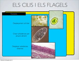 ELS CILIS I ELS FLAGELS
                      Funcions




                             Desplaçament cel·lular




                             Crear turbulències per
                                atraure aliment




                         Desplaçar substàncies
                               externes




dimecres 23 de gener de 13
 