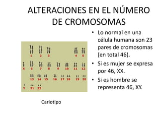 ALTERACIONES EN EL NÚMERO
DE CROMOSOMAS
• Lo normal en una
célula humana son 23
pares de cromosomas
(en total 46).
• Si es mujer se expresa
por 46, XX.
• Si es hombre se
representa 46, XY.
Cariotipo
 
