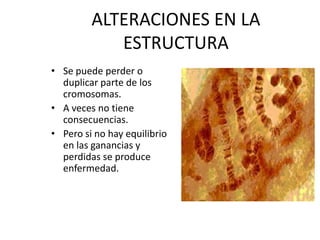 ALTERACIONES EN LA
ESTRUCTURA
• Se puede perder o
duplicar parte de los
cromosomas.
• A veces no tiene
consecuencias.
• Pero si no hay equilibrio
en las ganancias y
perdidas se produce
enfermedad.
 