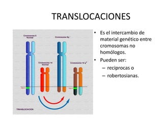 TRANSLOCACIONES
• Es el intercambio de
material genético entre
cromosomas no
homólogos.
• Pueden ser:
– reciprocas o
– robertosianas.
 