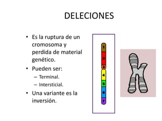 DELECIONES
• Es la ruptura de un
cromosoma y
perdida de material
genético.
• Pueden ser:
– Terminal.
– Intersticial.
• Una variante es la
inversión.
 