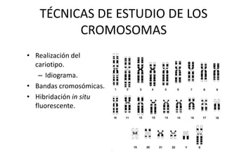 TÉCNICAS DE ESTUDIO DE LOS
CROMOSOMAS
• Realización del
cariotipo.
– Idiograma.
• Bandas cromosómicas.
• Hibridación in situ
fluorescente.
 