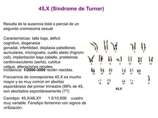 45,X (Síndrome de Turner)
Resulta de la ausencia total o parcial de un
segundo cromosoma sexual
Características: talla baja, déficit
cognitivo, disgenesia
gonadal, infertilidad, displasia pabellones
auriculares, micrognatia, cuello alado (higroma
coli), implantación baja cabello, problemas
cardiovasculares (aorta), cubitus
valgus, alteraciones renales.
Incidencia: 1/2000-3000 recién nacidas.
Frecuencia de concepciones 45,X es mucho
mayor y es muy común en abortos
espontáneos del primer trimestre (99% de 45,X
son abortados espontáneamente (??)
Cariotipo: 45,X/46,XY 1.5/10,000 cuadro
muy variable. Fenotipo femenino con signos de
virilización.
 