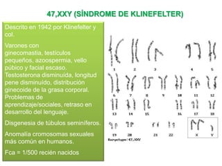 47,XXY (SÍNDROME DE KLINEFELTER)
Descrito en 1942 por Klinefelter y
col.
Varones con
ginecomastia, testículos
pequeños, azoospermia, vello
púbico y facial escaso.
Testosterona disminuída, longitud
pene disminuído, distribución
ginecoide de la grasa corporal.
Problemas de
aprendizaje/sociales, retraso en
desarrollo del lenguaje.
Disgenesia de túbulos seminíferos.
Anomalía cromosomas sexuales
más común en humanos.
Fca = 1/500 recién nacidos
 