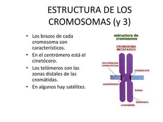 ESTRUCTURA DE LOS
CROMOSOMAS (y 3)
• Los brazos de cada
cromosoma son
característicos.
• En el centrómero está el
cinetócoro.
• Los telómeros son las
zonas distales de las
cromátidas.
• En algunos hay satélites.
 