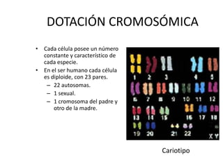 DOTACIÓN CROMOSÓMICA
• Cada célula posee un número
constante y característico de
cada especie.
• En el ser humano cada célula
es diploide, con 23 pares.
– 22 autosomas.
– 1 sexual.
– 1 cromosoma del padre y
otro de la madre.
Cariotipo
 
