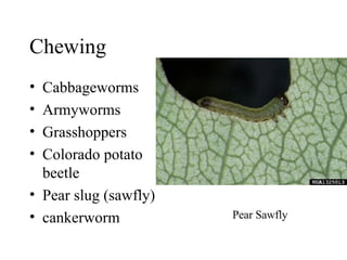 5 Entomology Symptoms | PPT