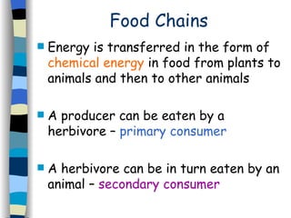 Food Chains Energy is transferred in the form of  chemical energy  in food from plants to animals and then to other animals  A producer can be eaten by a herbivore –  primary consumer   A herbivore can be in turn eaten by an animal –  secondary consumer 