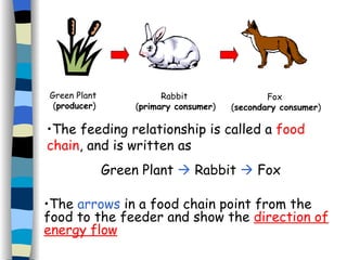 Green Plant  ( producer ) Rabbit  ( primary consumer ) Fox  ( secondary consumer ) The feeding relationship is called a  food chain , and is written as Green Plant    Rabbit    Fox The  arrows  in a food chain point from the food to the feeder and show the  direction of energy flow 