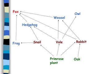Fox Weasel Hedgehog Frog Snail Vole Rabbit Oak Primrose  plant Owl 