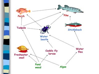 Tadpole Caddis fly  larvae Pond  weed Water  flea Algae Perch Pike Water  beetle Stickleback Freshwater  snail 