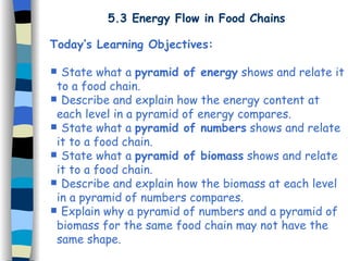5.3 Energy Flow in Food Chains Today’s Learning Objectives: State what a  pyramid of energy  shows and relate it  to a food chain. Describe and explain how the energy content at  each level in a pyramid of energy compares. State what a  pyramid of numbers  shows and relate  it to a food chain. State what a  pyramid of biomass  shows and relate  it to a food chain. Describe and explain how the biomass at each level  in a pyramid of numbers compares. Explain why a pyramid of numbers and a pyramid of  biomass for the same food chain may not have the  same shape. 