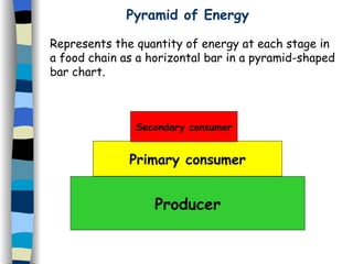 Producer Primary consumer Secondary consumer Pyramid of Energy Represents the quantity of energy at each stage in  a food chain as a horizontal bar in a pyramid-shaped  bar chart. 