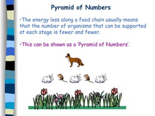 Pyramid of Numbers The energy loss along a food chain usually means that the number of organisms that can be supported at each stage is fewer and fewer. This can be shown as a ‘Pyramid of Numbers’. 