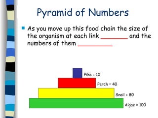 Pyramid of Numbers As you move up this food chain the size of the organism at each link  _______  and the numbers of them  _________ Pike = 10 Perch = 40 Snail = 80 Algae = 100 