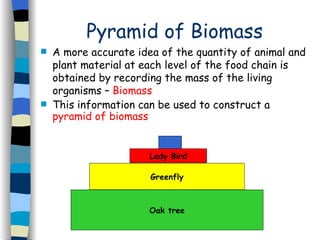 Pyramid of Biomass A more accurate idea of the quantity of animal and plant material at each level of the food chain is obtained by recording the mass of the living organisms –  Biomass  This information can be used to construct a  pyramid of biomass Oak tree Greenfly Lady Bird 
