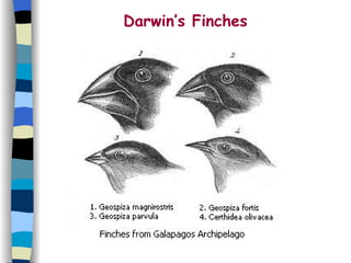 Darwin’s Finches 