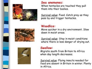 Sea anemones: When tentacles are touched they pull them into their bodies. Survival value : Food. Catch prey as they pass by and trigger tentacles. Woodlice: Move quicker in a dry environment. Slow down in moist areas. Survival value : Stay in moist conditions where there is less danger of drying out. Swallow: Migrate south from Britain to Africa when day length decreases. Survival value : Flying insects needed for food are absent in Britain in winter. Plenty in Africa. 