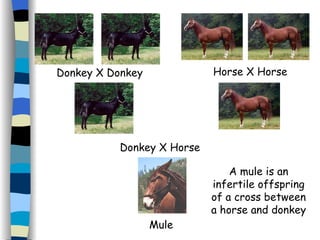 A mule is an infertile offspring of a cross between a horse and donkey Donkey X Donkey Donkey X Horse Mule Horse X Horse 
