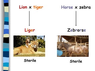 Lion  x  tiger Sterile Horse  x zebra Sterile L i g e r Z e b r o r s e 