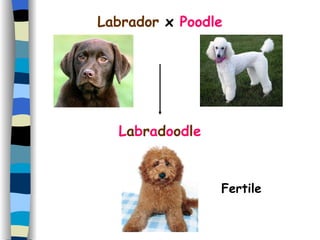 Fertile L a b r a d o o d l e Labrador  x  Poodle 