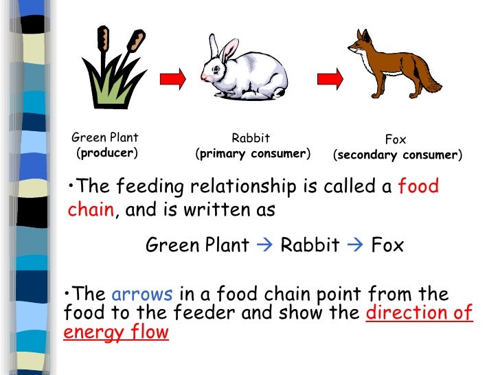 Definition Of Animal Biology | 5 environmental biology Definition Of Animal Biology | 5 environmental biology