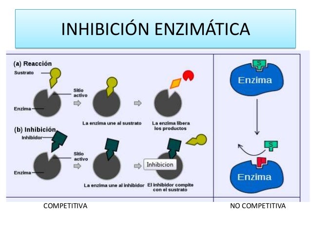 enzimas