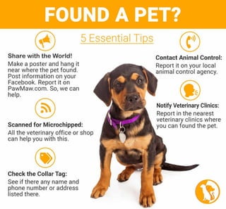 5 Essential tips If you Found a Pet