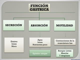 FUNCIÓN
            GASTRICA



SECRECIÓN   ABSORCIÓN           MOTILIDAD




                  Agua          Contracciones de la
  Enzima          Iones
   Iones                         musculatura lisa
             Nutrientes poco
   Moco

                                  Romper (aves)
             Epitelio- sangre        Mezclar
                                   Y desplazar
 