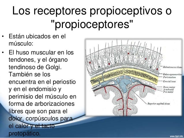 5. exteroceptores propioceptores clasificación anatómica y