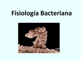 Fisiología Bacteriana
 