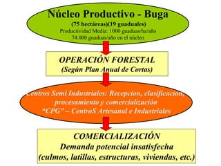 Núcleo Productivo - Buga
               (75 hectáreas)(19 guaduales)
           Productividad Media: 1000 guaduas/ha/año
                74.000 guaduas/año en el núcleo



          OPERACIÓN FORESTAL
           (Según Plan Anual de Cortas)


Centros Semi Industriales: Recepcion, clasificacion,
         procesamiento y comercialización
     “CPG” – CentroS Artesanal e Industriales


              COMERCIALIZACIÓN
         Demanda potencial insatisfecha
    (culmos, latillas, estructuras, viviendas, etc.)
 
