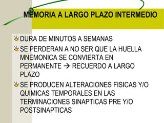 MEMORIA A LARGO PLAZO INTERMEDIO

DURA DE MINUTOS A SEMANAS
SE PERDERAN A NO SER QUE LA HUELLA
MNEMONICA SE CONVIERTA EN
PERMANENTE  RECUERDO A LARGO
PLAZO
SE PRODUCEN ALTERACIONES FISICAS Y/O
QUIMICAS TEMPORALES EN LAS
TERMINACIONES SINAPTICAS PRE Y/O
POSTSINAPTICAS
 