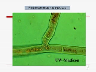 Micélio com hifas não septadas 