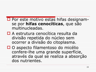 Por este motivo estas hifas designam-se por  hifas cenocíticas , que são multinucleadas. A estrutura cenocítica resulta da divisão repetida do núcleo sem ocorrer a divisão do citoplasma. O aspecto filamentoso do micélio confere-lhe uma grande superfície, através da qual se realiza a absorção dos nutrientes. 