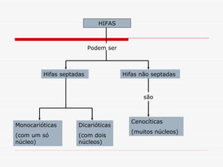 HIFAS



                          Podem ser



         Hifas septadas               Hifas não septadas



                                             são



                                        Cenocíticas
Monocarióticas       Dicarióticas
                                        (muitos núcleos)
(com um só           (com dois
núcleo)              núcleos)
 