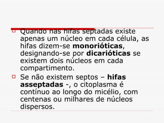    Quando nas hifas septadas existe
    apenas um núcleo em cada célula, as
    hifas dizem-se monorióticas,
    designando-se por dicarióticas se
    existem dois núcleos em cada
    compartimento.
   Se não existem septos – hifas
    asseptadas -, o citoplasma é
    contínuo ao longo do micélio, com
    centenas ou milhares de núcleos
    dispersos.
 