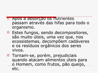    Após a absorção os nutrientes
    passam através das hifas para todo o
    organismo.
   Estes fungos, sendo decompositores,
    são muito úteis, uma vez que, nos
    ecossistemas, decompõem cadáveres
    e os resíduos orgânicos dos seres
    vivos.
   Tornam-se, porém, prejudiciais
    quando atacam alimentos úteis para
    o Homem, como frutos, pão queijo,
    etc.
 