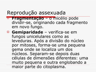 Reprodução assexuada
   Fragmentação – o micélio pode
    dividir-se, originando cada fragmento
    em novo fungo.
   Gemiparidade – verifica-se em
    fungos unicelulares como as
    leveduras. Após a divisão do núcleo
    por mitoses, forma-se uma pequena
    gema onde se localiza um dos
    núcleos. Separam-se depois duas
    células de dimensões diferentes: uma
    muito pequena e outra englobando a
    maior parte do citoplasma.
 