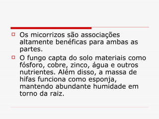    Os micorrizos são associações
    altamente benéficas para ambas as
    partes.
   O fungo capta do solo materiais como
    fósforo, cobre, zinco, água e outros
    nutrientes. Além disso, a massa de
    hifas funciona como esponja,
    mantendo abundante humidade em
    torno da raiz.
 