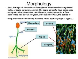Septae 5. fungi | PPT