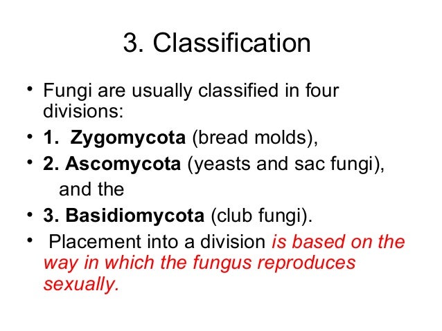 5 Fungi 5 Fungi