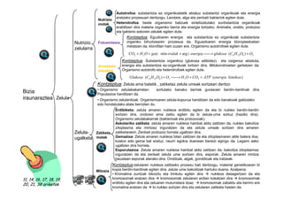 Autotrofoa: substantzia ez organikoetatik abiatuz substantzi organikoak eta energia
                                                    eratzeko prozesuari deritzogu. Landare, alga eta zenbait bakteriok egiten dute.
                                       Nutrizio
                                       motak        Heterotrofoa: beste organismo batzuek sintetizatutako sunbstantzia organikoak
                                                    erabiltzen dira materia organiko berria eta energia lortzeko. Animalia, onddo, protozoo
                                                    eta bakterio askoren zelulek egiten dute.
                                                          Kontzeptua: Eguzkiaren energia eta substantzia ez organikoak substantzia
                          Nutrizio     Fotosintesia       organiko bihurtzearen prozesua da. Eguazkiaren energia kloroplastoetan
                                                          metatzen da, klorofilan hain zuzen ere. Organismo autotrofoek egiten dute.
                          zelularra
                                                           CO2 + H 2O + gatz min eralak + arg i energia  glukosa (C6 H 12O6 ) + O2
                                                                                                        →
                                                       Kontzeptua: Substantzia organikoz (glukosa adibidez) eta oxigenoz abiatuta,
                                       Arnasketa       energia eta substantzia ez-organikoak lortzen dira. Mitokondrioetan gertatzen da:
                                       zelularra       Organismo autotrofo eta heterotrofoek egiten dute.

                                                            Glukosa (C6 H 12 O6 ) + O2  H 2O + CO2 + ATP (energia kimikoa )
                                                                                       →
                                      Kontzeptua: Zelula ama batetik , zatiketaz zelula umeak sortzeari deritzo
                                      • Organismo zelulabakarretan:         sortutako banako berriak gurasoen berdin-berdinak dira.
Bizia                                 Populazioa handitzen da.
iraunaraztea Zelula                   • Organismo zelulanitzak: Organismoaren zelula-kopurua handitzen da edo banakoak galdutako
                                      edo hondatutako atala berrizten du.
                                                   Erdibiketa: zelula amaren nukleoa erdibitu egiten da eta bi nukleo berdin-berdin
                                                   sortzen dira, ondoren ama zatitu egiten da bi zelula-ume sortuz (haziko dira).
                                                   Organismo zelulabakarrak (bakterioak eta protozooak).
                                                   Askotariko zatiketa: zelula amaren nukleoa hainbat aldiz zatitzen da, nukleo bakoitza
                                                   zitoplasma eta mintzez inguratzen da eta zelula umeak sortzen dira amaren
                          Zelula-     Zatiketa     zatiketarekin. Zenbait protozoo horrela ugaltzen dira.
                          ugalketa    motak        Gemazioa: Zelula amaren nukleoa bitan zatitzen da eta zitoplasmaren alde batera doa,
                                                   koskor edo gema bat eratuz, neurri egokia duenean bereizi egingo da. Legami asko
                                                   ugaltzen dira horrela.
                                                   Esporulazioa: Zelula amaren nukleoa hainbat aldiz zatitzen da, bakoitza zitoplasmaz
                                                   inguratzen da eta zenbait zelula ume sortzen dira, esporak. Zelula amaren mintza
                                                   haustean esporak aterako dira. Onddoak, algak, goroldioak eta iratzeak.
                                                  Kontzeptua:zelularen nukleoa zatitzeko prozesu bati deritzogu, material genetikoaren bi
                                      Mitosia kopia berdin-bardinak egiten dira, zelula ume bakoiitzak hartuko duena. Azalpena:
                                              • Kromatina zuntzak bikoiztu eta trinkotu egiten dira          nukleoa desagertzen da eta
11, 14, 16, 17, 18, 19,                       kromosomak eratzen dira        kromosomak zelularen erdian kokatzen dira        kromosomak
20, 21, 38 ariketak                           erdibitu egiten dira eta zeluaren muturretara doaz      kromosomak zabaldu eta berriro ere
                                              kromatina eratzen da      bi nukleo sortzen dira eta zelularen zatiketa hasten da.
 