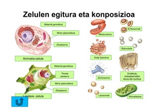 Zelulen egitura eta konposizioa
                  Material genetikoa
                                                                          Erribosomak
                              Mintz plasmatikoa
                                                      Mitokondrioa



                             Zitoplasma
                                                                     Bakuoloak



                                                  Golgi aparatua
Animalia-zelula

                           Material genetikoa


                                  Pareta                                  Erretikulu
                                 zelularra                             endoplasmatiko
                                                     Zentrosoma
                                                                      leuna eta izurtsua
                            Mintz plasmatikoa


                             Zitoplasma

Landare- zelula                                       Lisosomak            Kloroplastoa
 