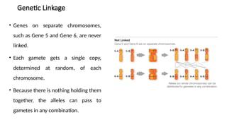 Comprehensive Overview of Gene Linkage and Genetic Mapping Techniques ...